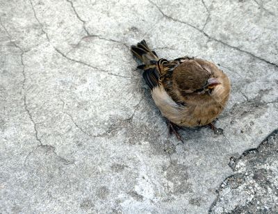 sparrow