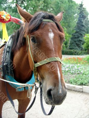 Horse