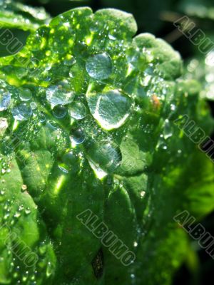 Morning dew