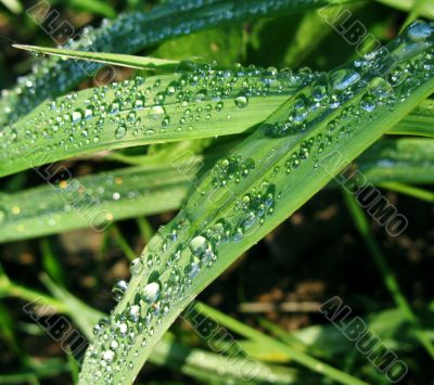 Morning dew