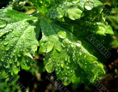 Morning dew