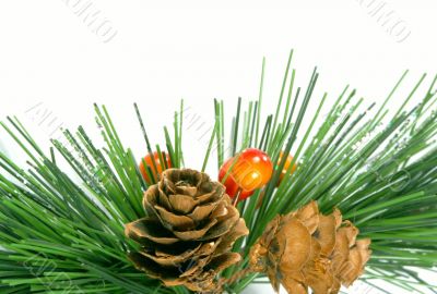 Pine and cone