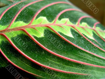 Green color leaf
