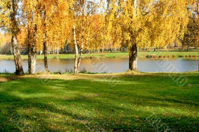 Autumn scene
