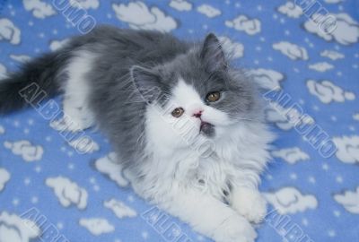 Kitten