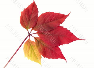 Autumn leaf