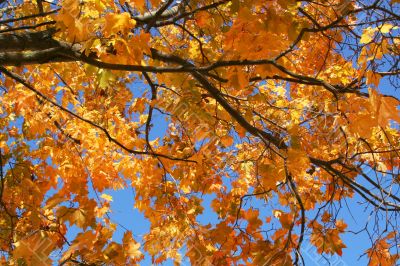 Fall trees