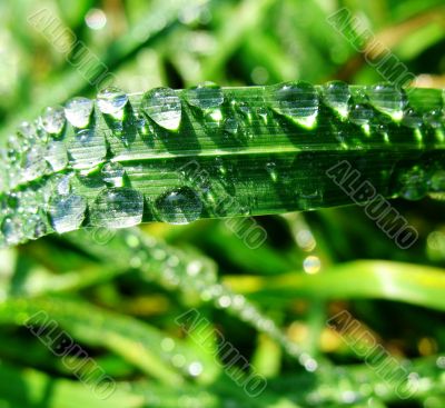 Morning dew