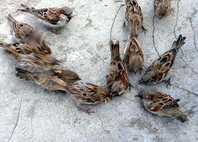 sparrow