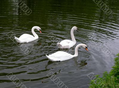 Swan
