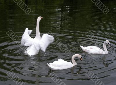 Swan