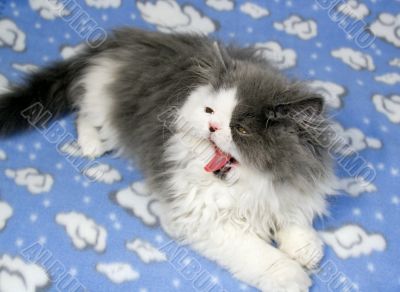 Kitten