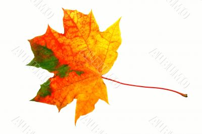 Fall leaf
