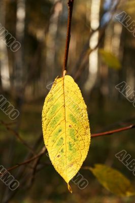 Autumn lonely leaf