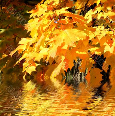 Autumn scene