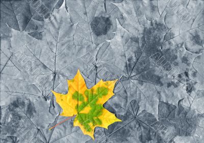 Lonely yellow leaf