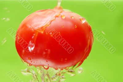 Tomato