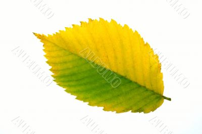 Fall leaf