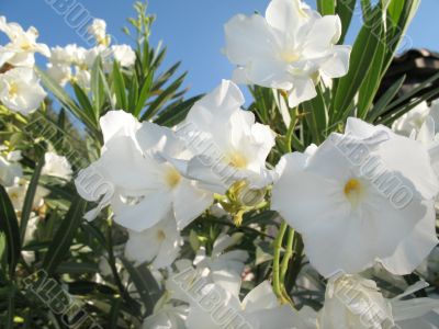 White Flowers