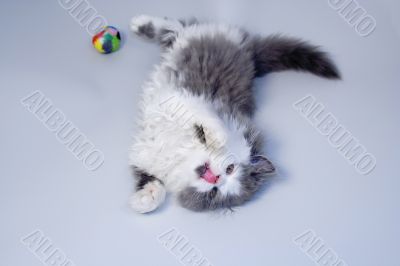 Kitten
