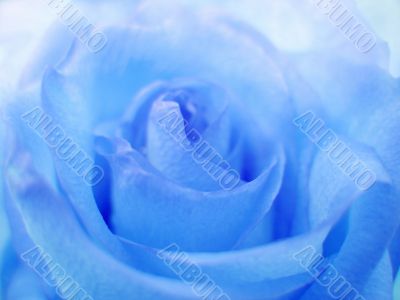 Blue soft rose