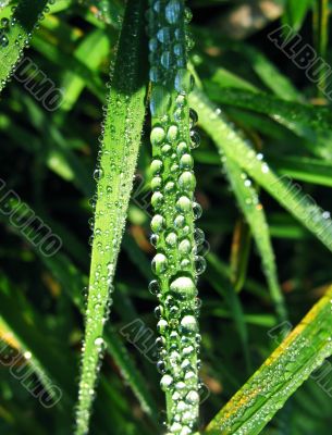 Morning dew