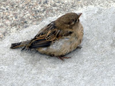 sparrow
