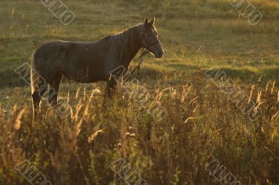 Horse on meadow