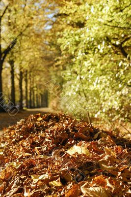 Autumn leaves