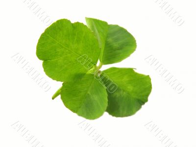 Clover for fortune
