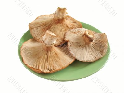 Fungus