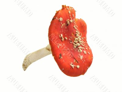 Red mushroom