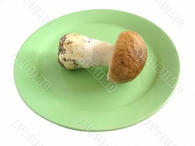 Fungus cep