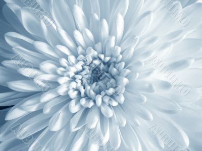 White Flower