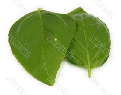two basil leaves
