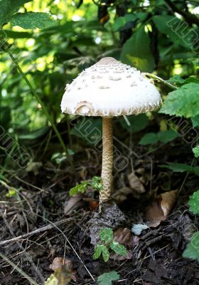 Beautiful fresh mushroom