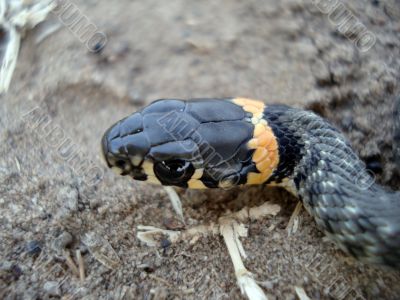 Head of grass-snake