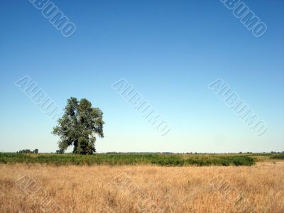 Solitary tree in steppe