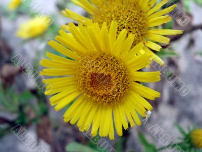 Yellow flowerses