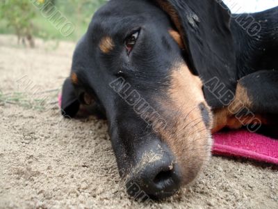 Dog on sand