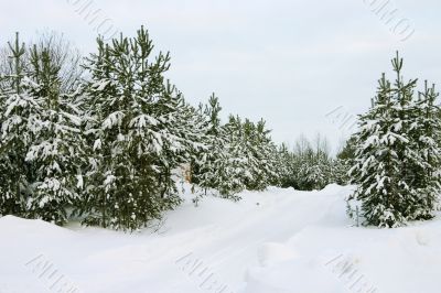 evergreen trees