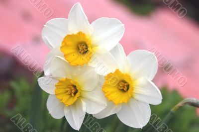 white flowers