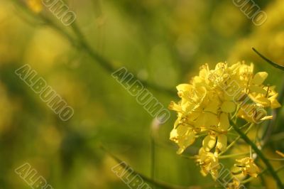 Yellow flower in spring