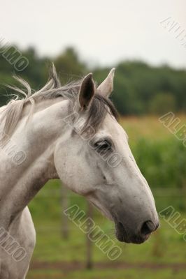 White profile