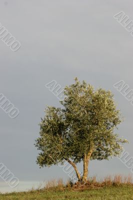 Singe olive tree