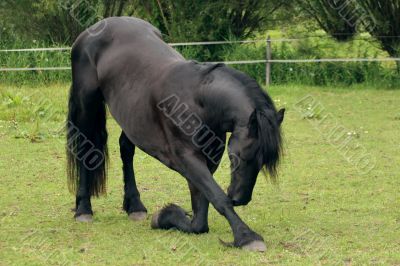 Horse bow
