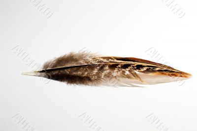 phesant`s feather