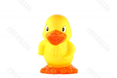Duck toy