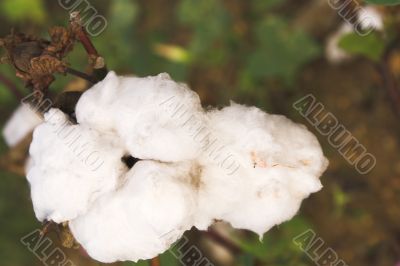 Cotton Boll