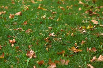early fall background